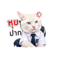 Cat Dog_20260728090837
