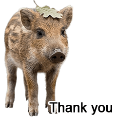 A boar that can be used for...