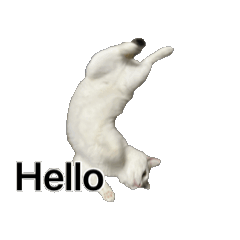 Cat lover_20260804143835