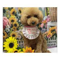 sumire_20260805050606