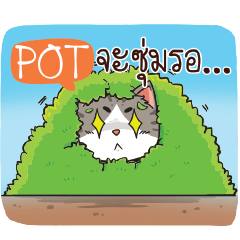 POT cheeky cat e