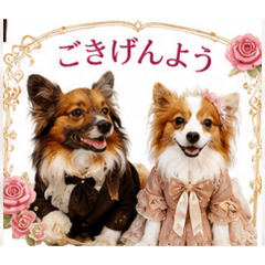 papillon_20260804200529