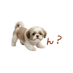 Fluffy Dog.8 Shih Tzu