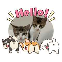 hana_20260804210723
