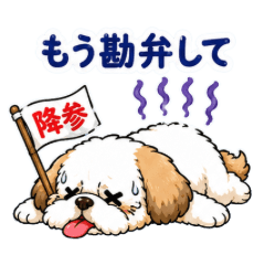 Adorable Shih Tzu Summer version3