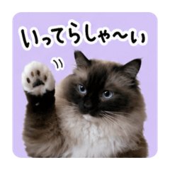 Ragdoll greeting stamps