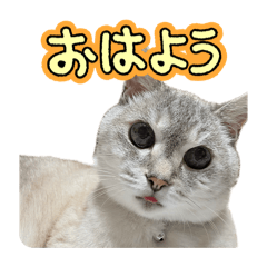 yomogi_20260804214232