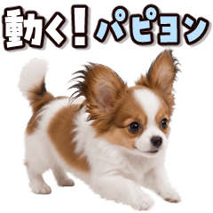 Animated Papillon!