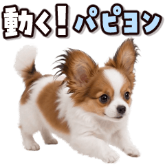 Animated Papillon!