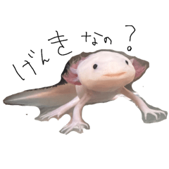 upaupa_20260804230146