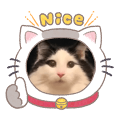Himabell_20260804230153
