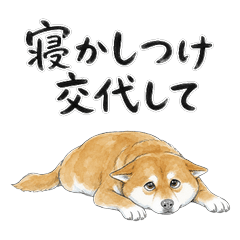 Parenting Shiba Inu Hinata