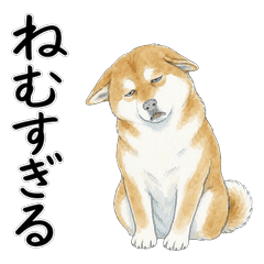 Bedtime Shiba Inu