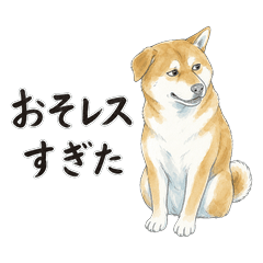 Late Reply Shiba