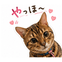 Lovely cat RANMARU Ver.3