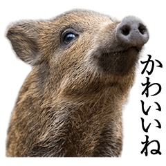 A boar that can be used forever