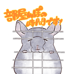 [CHINCHILLA] MIRAI to COYOMI (1)