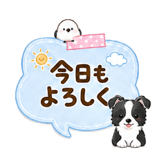 Cute Memo Border Collie and Shimaenaga