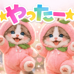 Ragdoll cat np