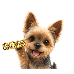 PET SEEYOUAGAIN_20260805175518