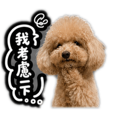 奶油貴賓～球球12