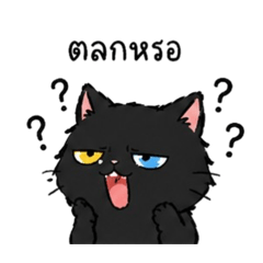 Black cat odd-eyes Daily Life