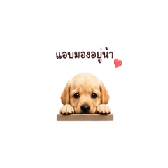 Little Labrador Life