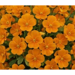 Ultra Dense Series Stickers5-flowers