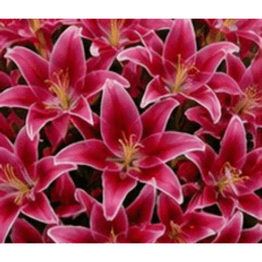 Ultra Dense Series Stickers4-flowers