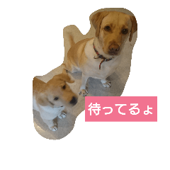 myhome dogs