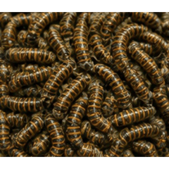 Ultra Dense Series Stickers 2 Bugs