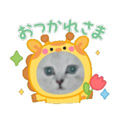 Jessie_20260805205826