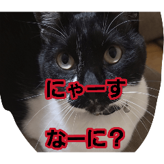 mikan_20260805194017