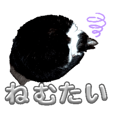 hachiware_20260805220321