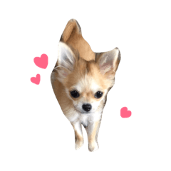 Chihuahua ; Momiji 2