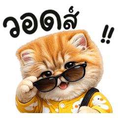 แมวส้ม ชุดนอน