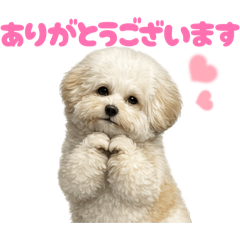 DOG STAMP ORDER_20260806134138