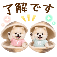 飛び出す！癒しポメラニアンの日常・毎日