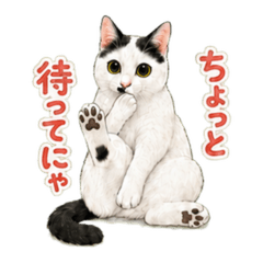 Yotas Cat Stickers Ver,1