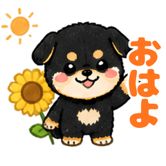 Sunny Shiba Puppy Japan Summer