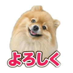AZUKI POME
