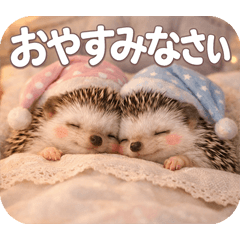 hedgehog np