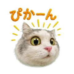 Fluffy Ragamuffin Cat Stickers