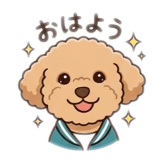 poodle apricot