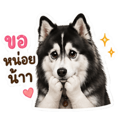 Baby Grootdy The Husky