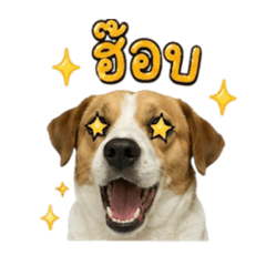 Joylucky_20260717153502