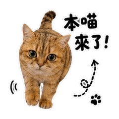 斑斑來了