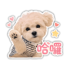 我是一隻可愛的錢寶寶