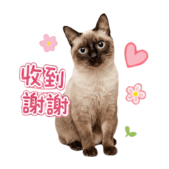 暹羅貓小白_13_收到謝謝篇