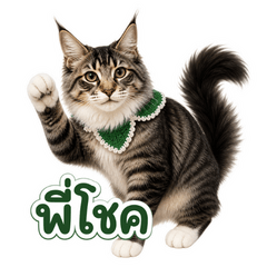 P'Chok Cat